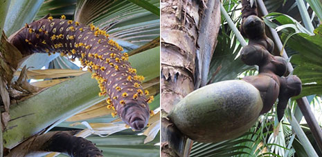 Male inflorescence (left), and female flowers and fruit of Coco de Mer