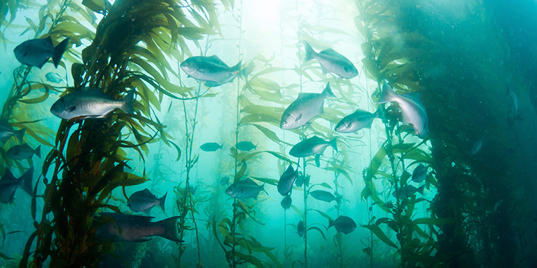 Enlarged view: Kelp forests are a unique habitat that suffers under heat stress.