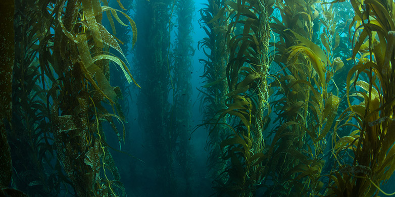 A kelp forest of brown algae.