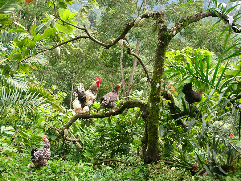 Enlarged view: Doubling as a chicken roost: cocoa is often grown by smallholder farmers working in more extensive agroforestry areas. (all photos by Anja Gramlich / ETH Zurich)