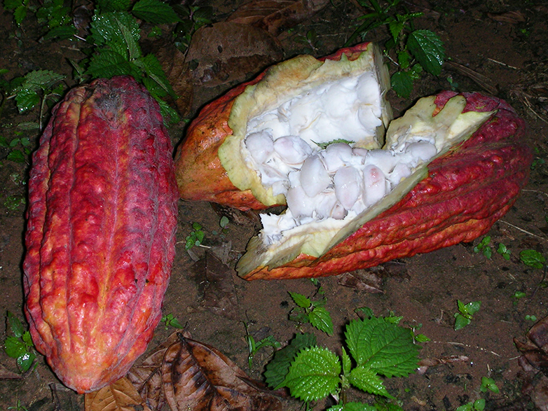 Enlarged view: Cocoa pod split open: the white beans are processed into cocoa.