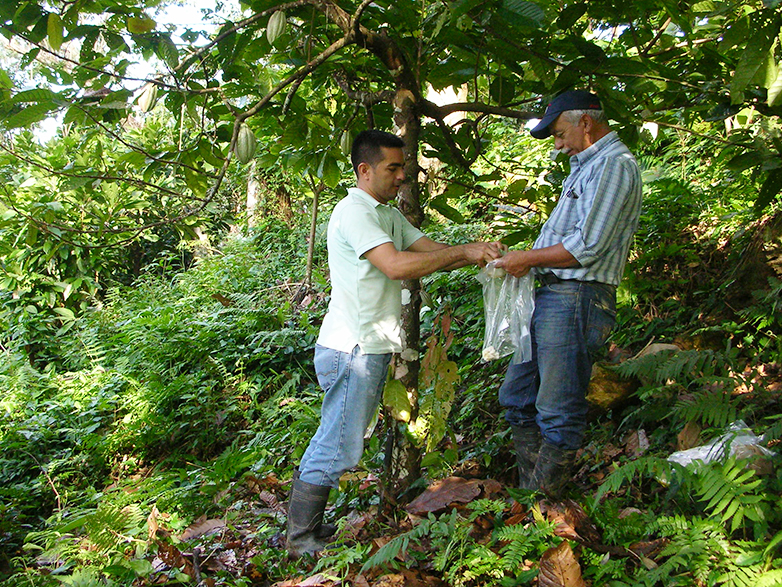 Enlarged view: Project workers take samples from cocoa pods.
