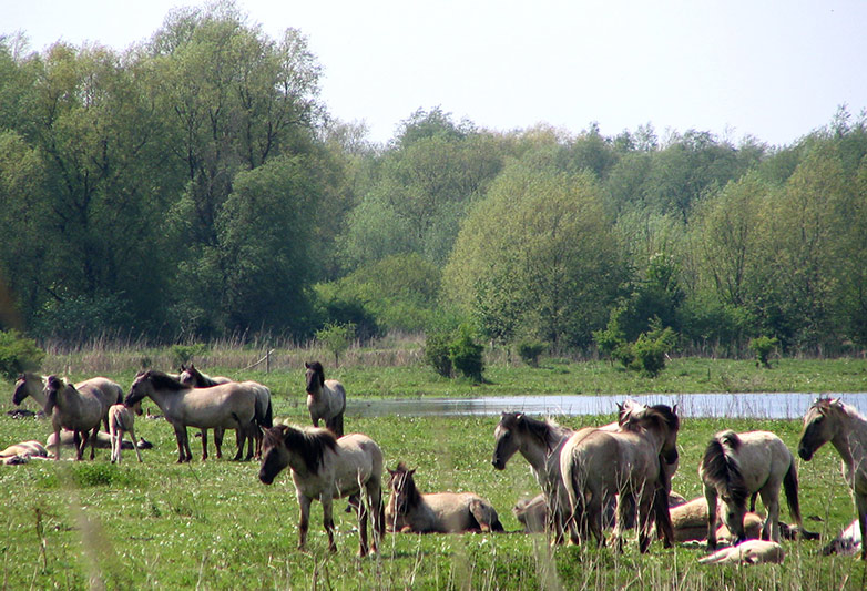 The Oostvaardersplassen nature reserve.