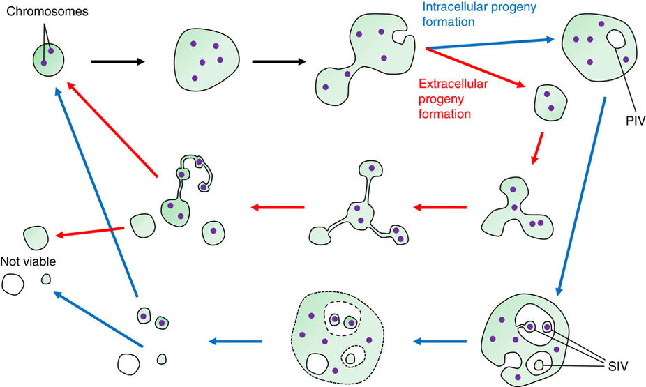 Enlarged view: Proliferation mechanism of L-form Listeria. (from Studer et al, 2016, Nat.Comm.)
