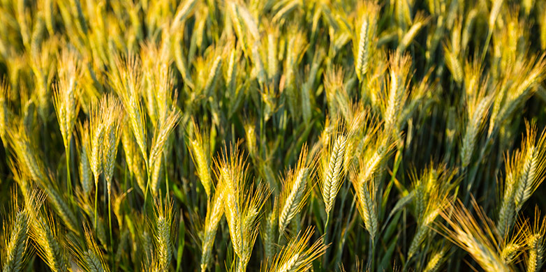 Enlarged view: Wheat field. (Image: iStock / Adam Smigielski) 