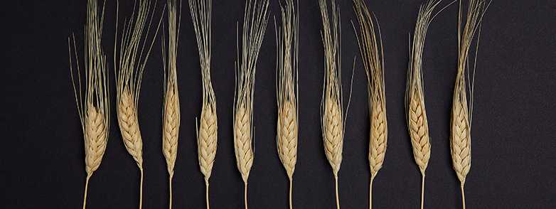 Select and refine the best: plant breeding. (Image: iStock / xefstock)
