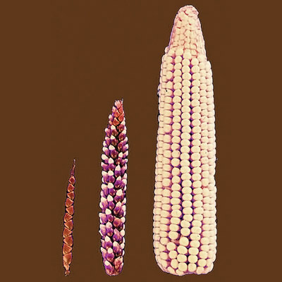 Corn as an example of the effect of continuous selection. (Image: Wikimedia / John Doebley)