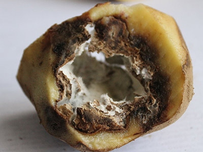 Sick potatoe: the late blight disease. (Image: Wikimedia)