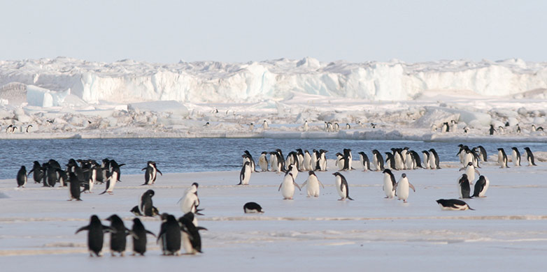 Enlarged view: Antarctic penguins.