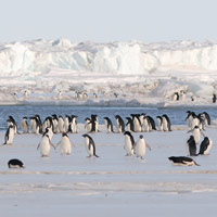 Antarctic penguins.
