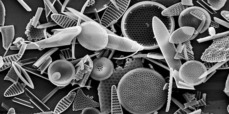 Diatoms from the Southern Ocean, captured by a scanning electron microscope. (photo: Julien Crespin, SEM facility of the Weizmann Institute)