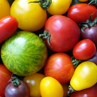 Enlarged view: Different sorts of tomatoes