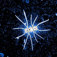 A microbial community around a marine diatom Image: V. Fernandez, S. Smriga, R. Stocker