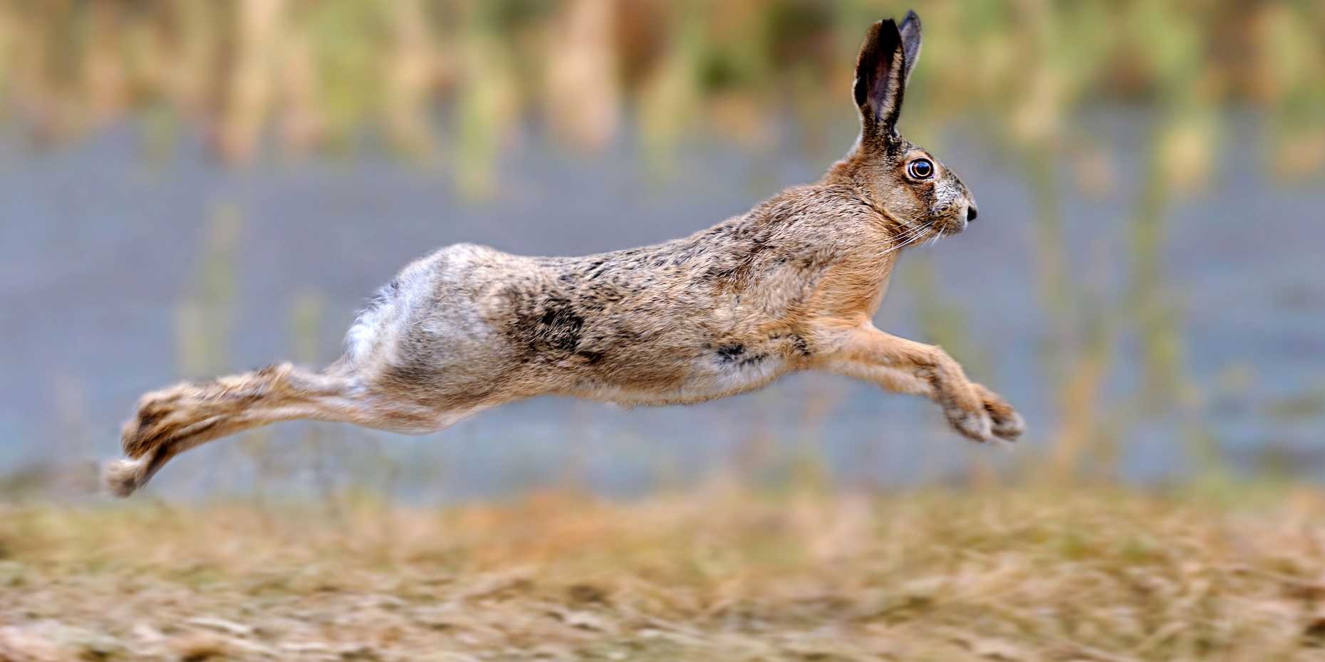 Enlarged view: Hare