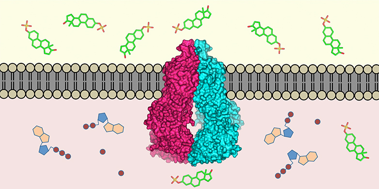 The transport protein ABCG2 (centre) is embedded in the cell membrane. It recognises over 200 substances in the cell interior (below) and transports them outside (above). (Visualisations: ETH Zurich / Scott Jackson, Ioannis Manolaridis, Kaspar Locher)