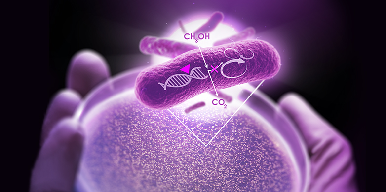 ETH Zurich researchers study bacteria that can use methanol (CH<sub>3</sub>OH) as a carbon source. (Visualisations: ETH Zurich)