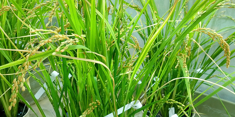 The new rice line in the greenhouse can supply rice consumers with three essential micronutrients in the future.&nbsp;(Image: ETH Zurich / courtesy of Navreet Bhullar)