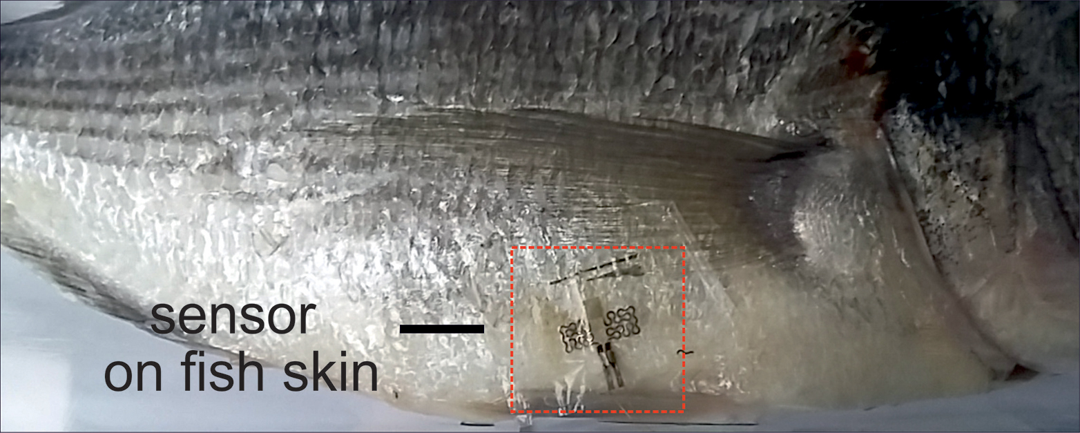 The sensor also adheres to fish skin and would help monitor the freshness of a cargo. (Picture: from Salvatore et al, Adv. Func. Materials, 2017)&nbsp;