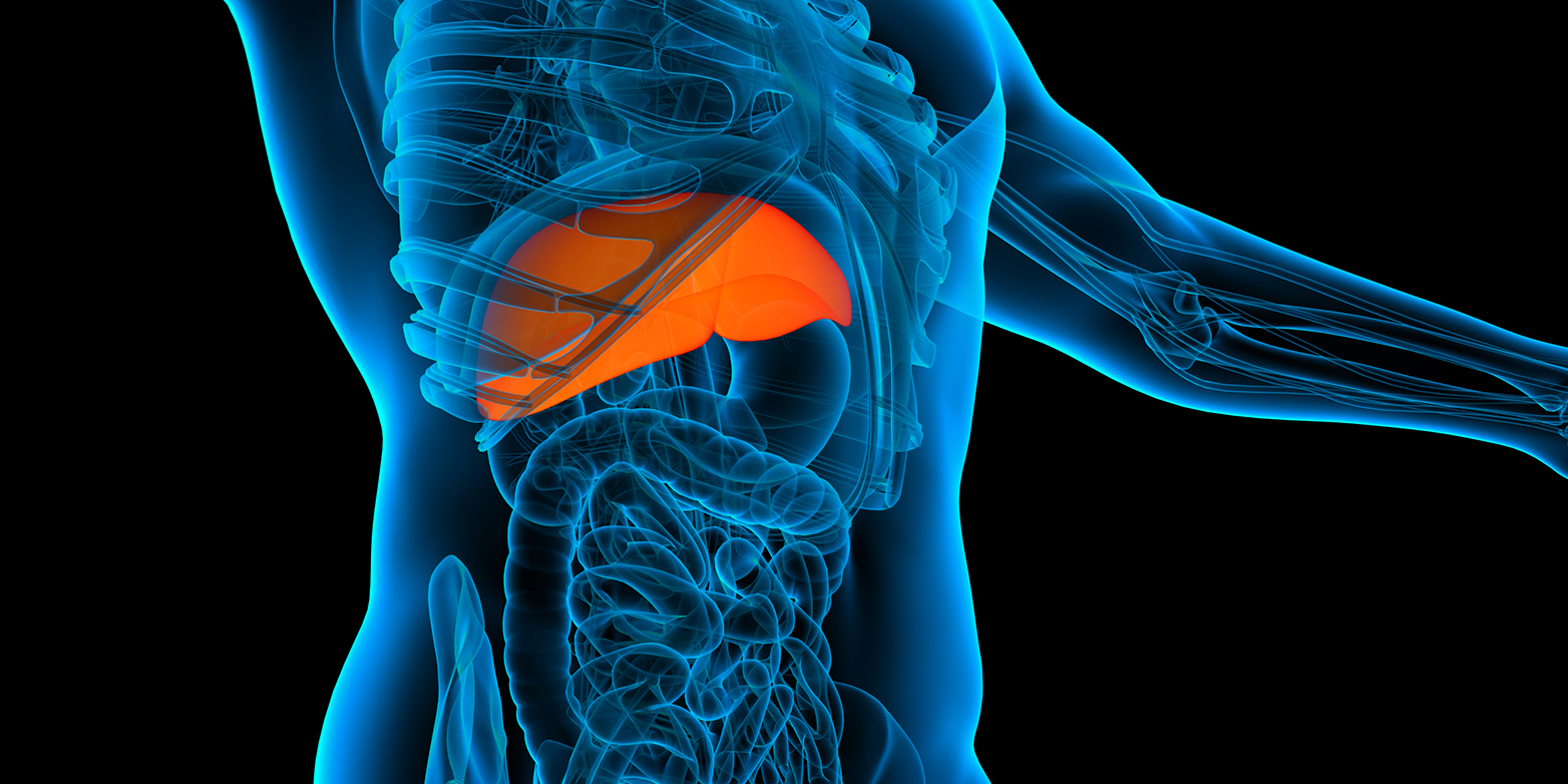 The liver (orange) is the body's detoxification centre and can regenerate completely after injury. (Image: www.colourbox.com)