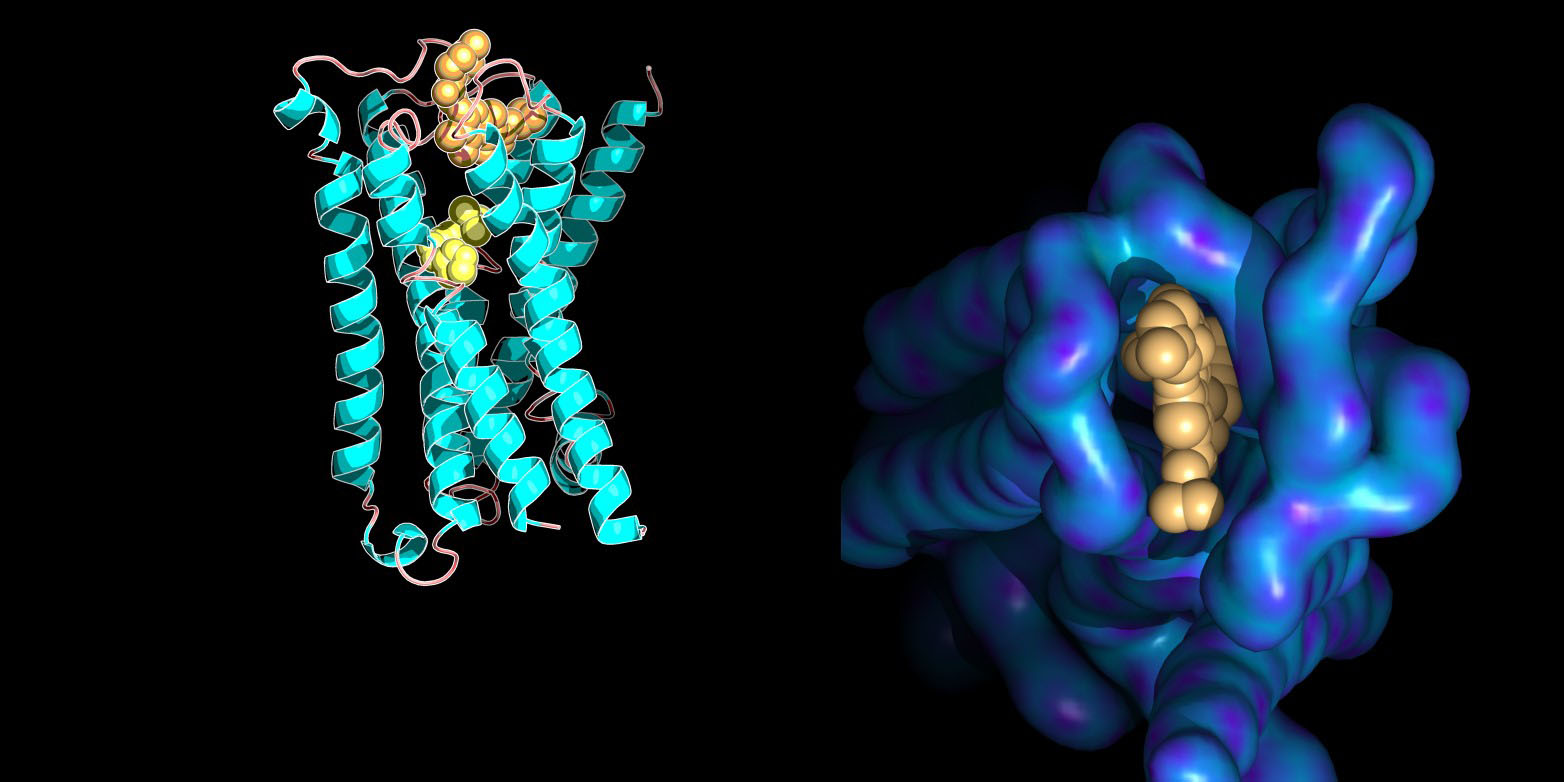 Enlarged view: Molecular model of a protein membrane receptor bound to its small molecule ligands with structural&nbsp;details of the allosteric binding site (right). (Graphics: Ilaria Piazza / ETH Zurich / PDB database entry 4MQT)