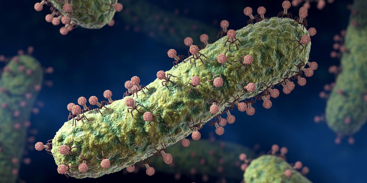 Enlarged view: Bakteriophages attack E.coli bacteria. (Picture: Keystone/Science Photo Library/David Mack)