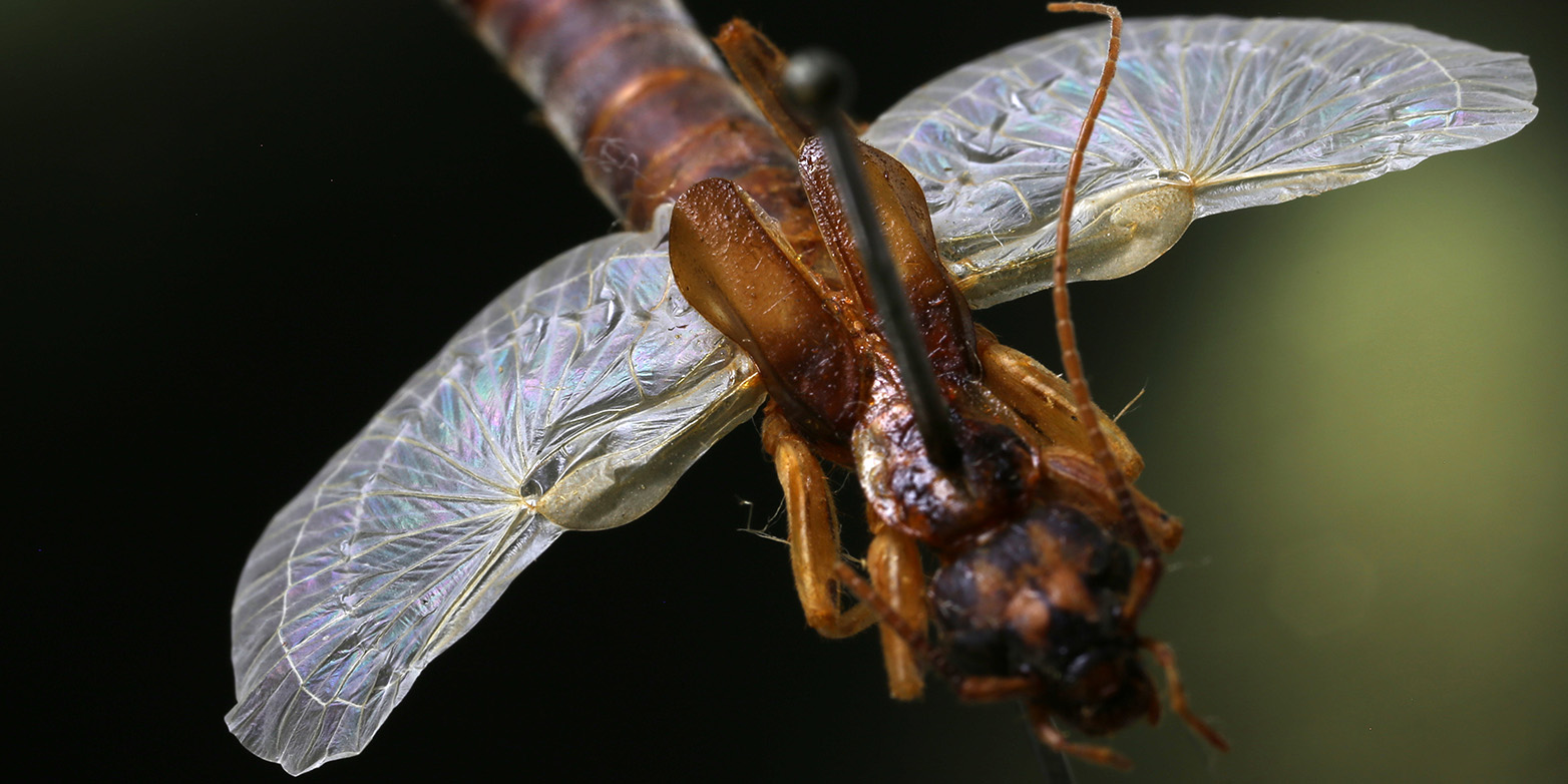Enlarged view: The wing of the earwig is an ingenious origami. (Photograph: Jakob Faber / ETH Zurich)