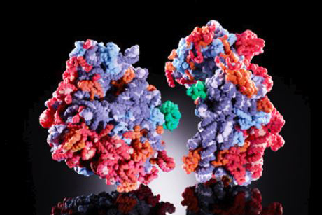 3D model of a eukaryotic ribosome. It consists of two subunits, which are assembled in turn from several dozen smaller molecules. (Image: Katharina Bohm and Felix Voigts-Hoffmann/ETH Zurich)