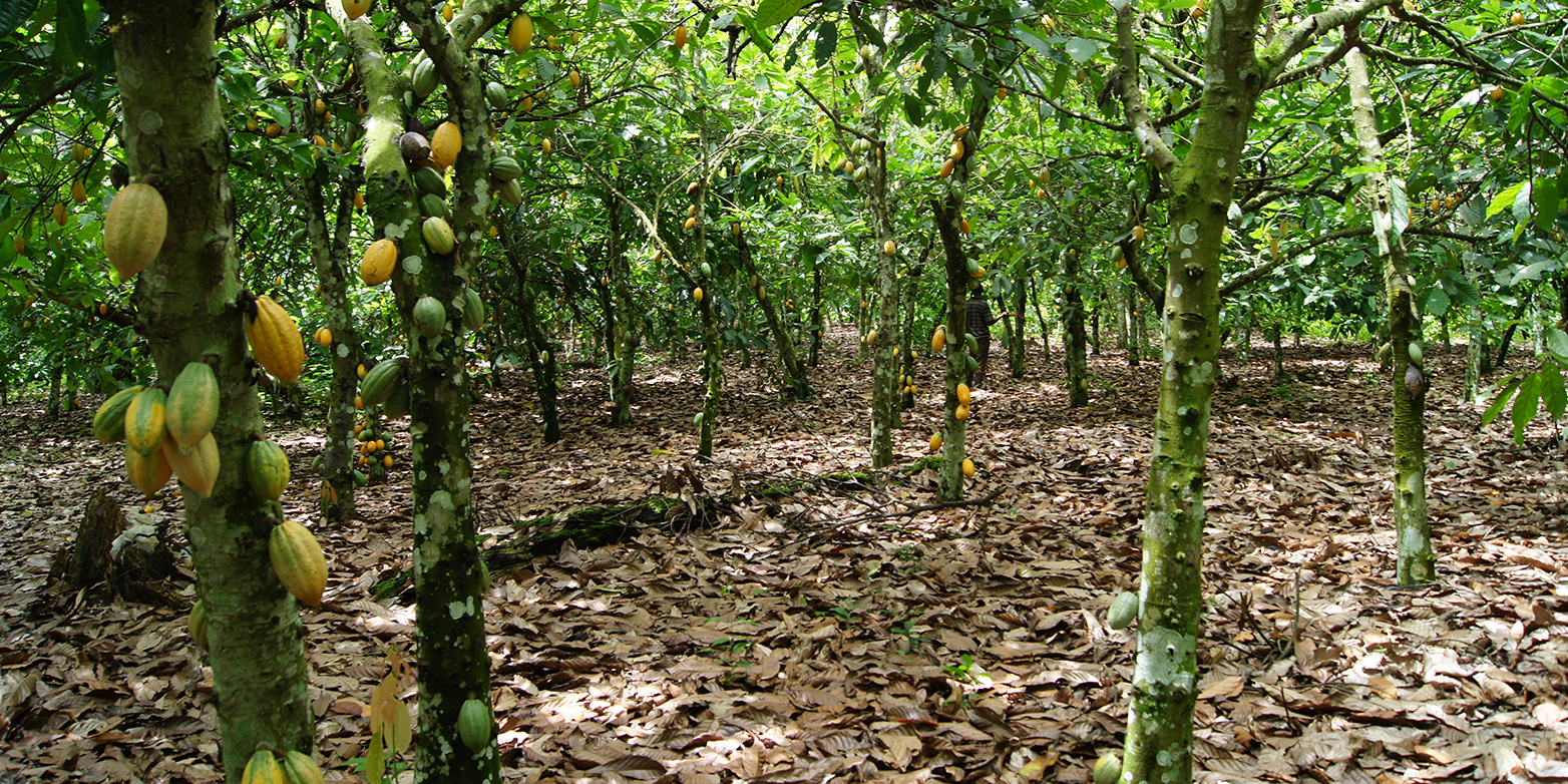 Enlarged view: Cocoa plantation in Ghana: Under a shade-tree cover of 30 percent, shade trees had a positive effect on cocoa plants compared to areas without shade trees. (all photographs: Wilma Blaser / ETH Zurich)
