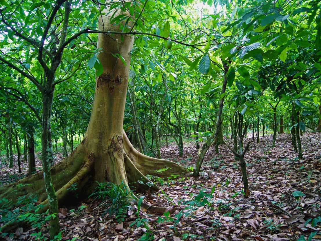 Enlarged view: Small-scale cocoa plantation under the protective canopy of a shade tree.