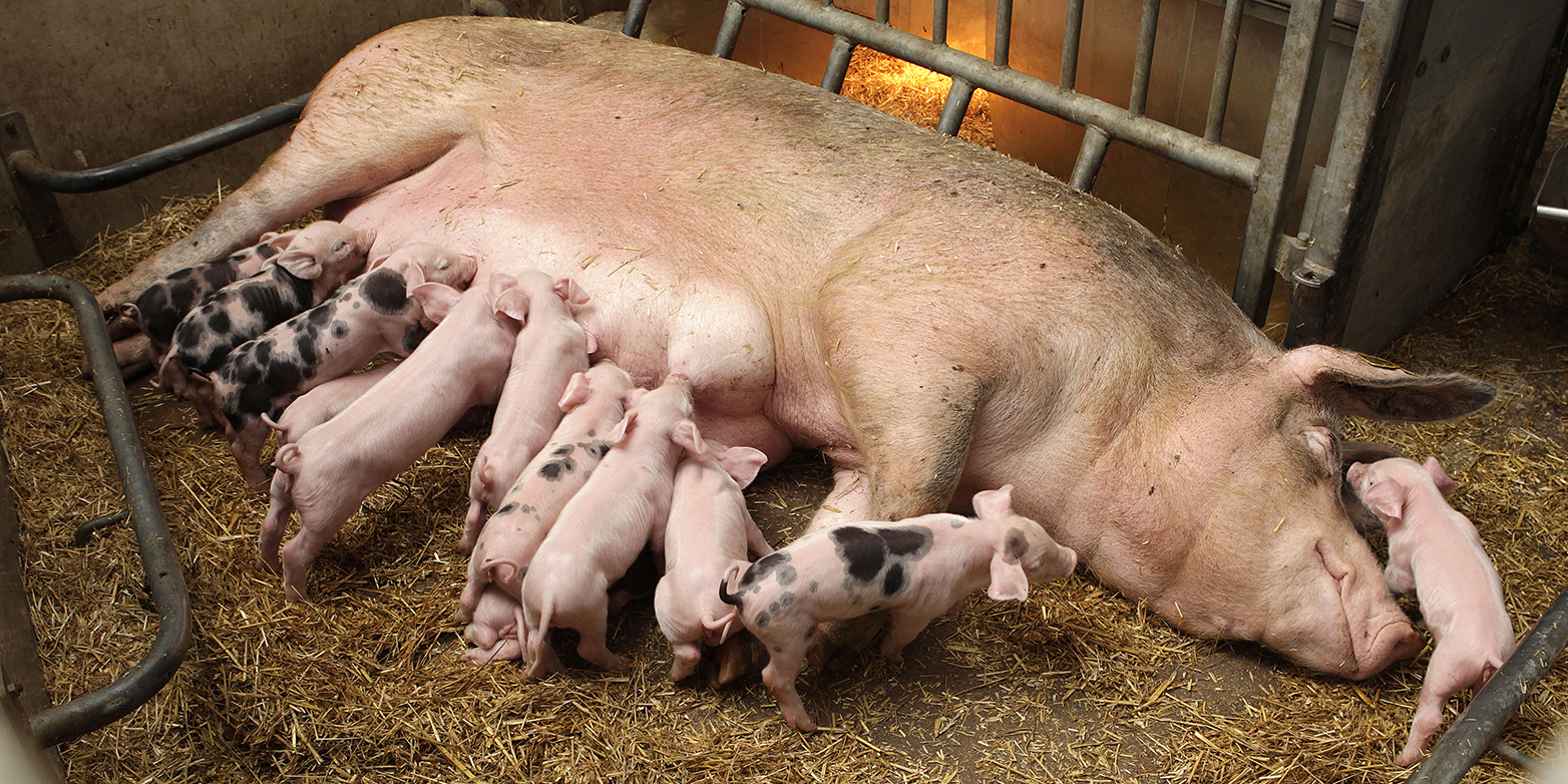 A sow nurses its offspring: If it contains small amounts of a hormone-active substance during the entire gestation period, the expression of certain genes changes. This is also passed on to the piglets. (Photograph: www.colourbox.com)
