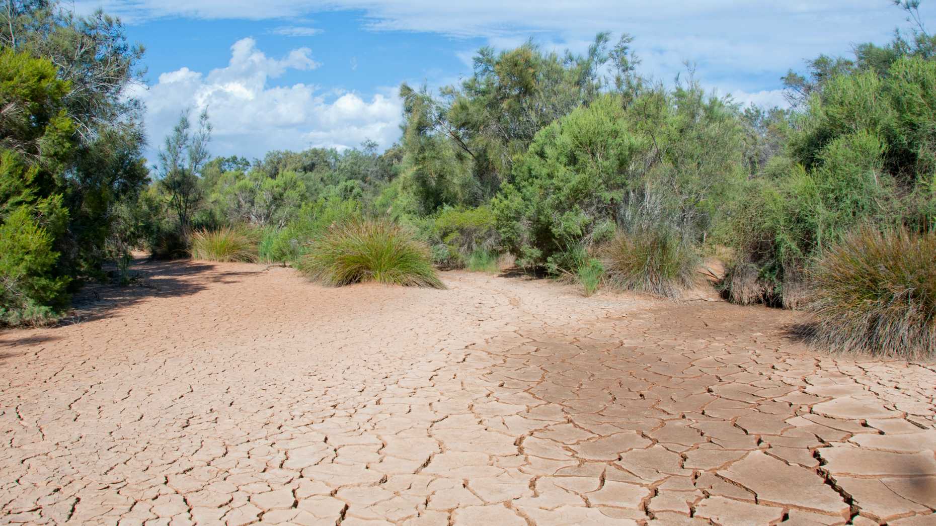During droughts, plants are stressed and absorb less carbon dioxide