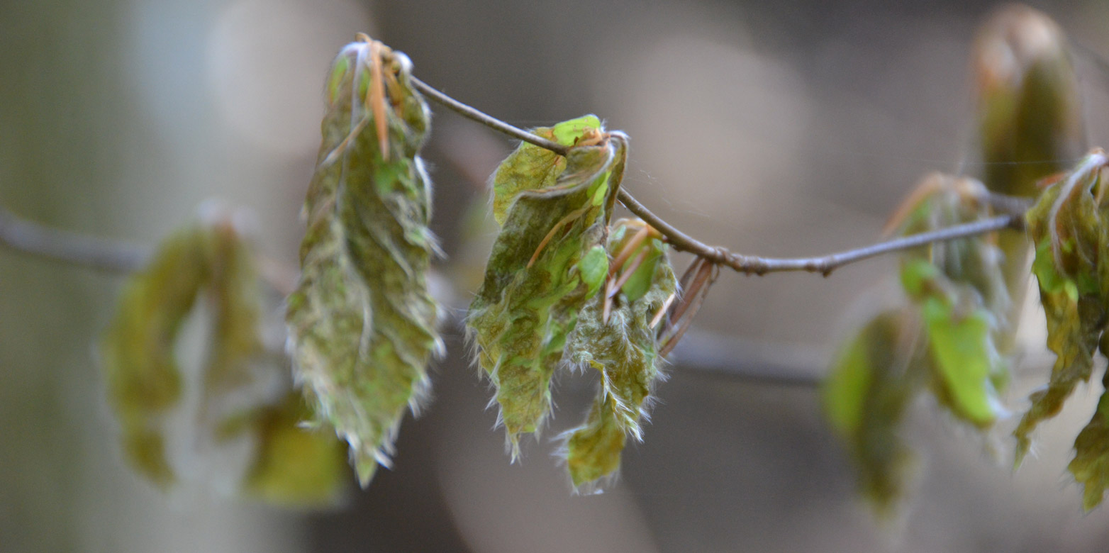 Frost damage to young beech leaves on the Zugerberg