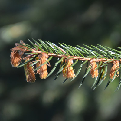 Frost damage to young spruce needles, Zugerberg, 24 April 2017.