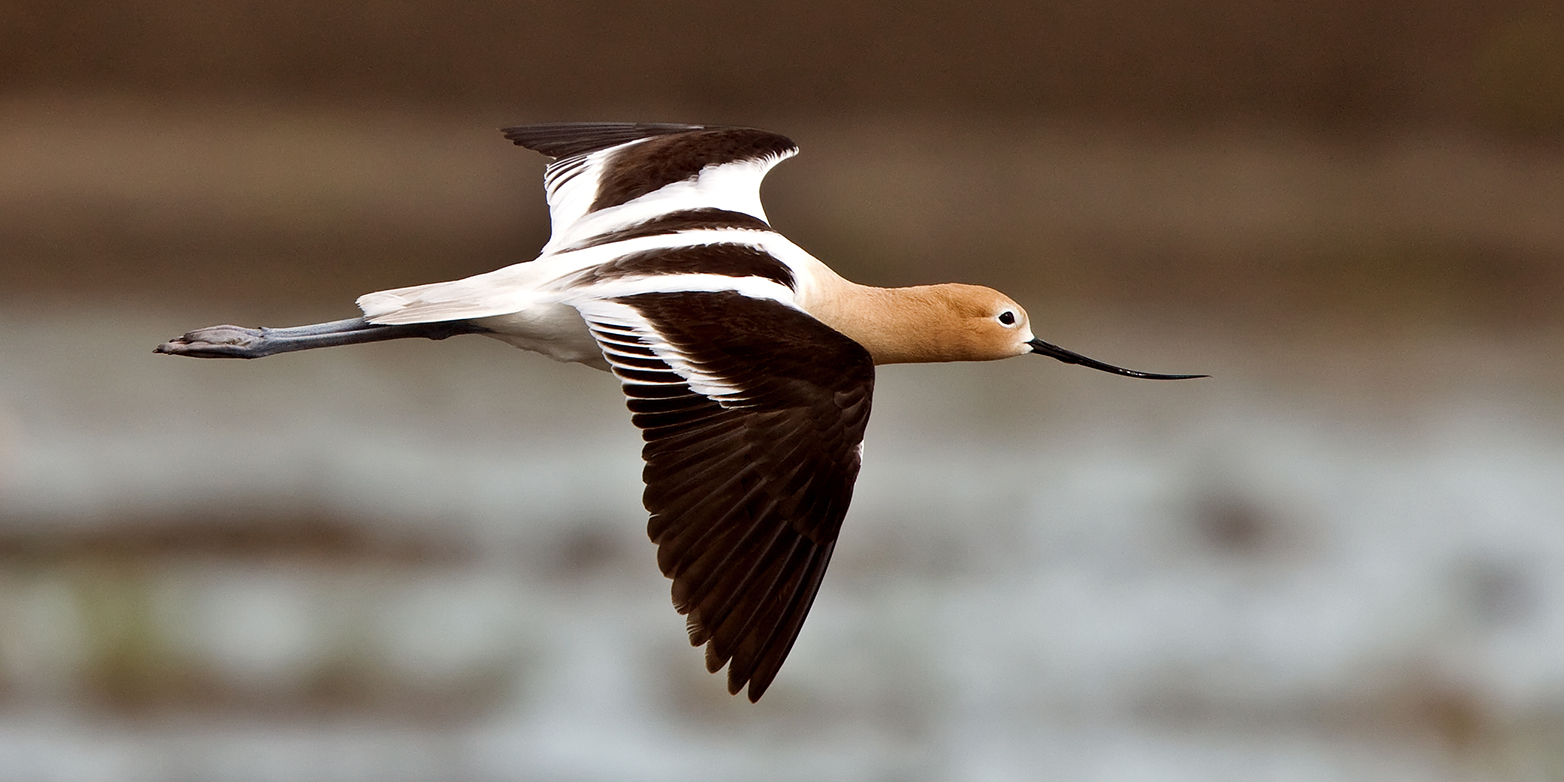 The American Avocet is one of the many bird species that use the Playas as breeding ground and stepping stone on migration. (Photograph: Colourbox)