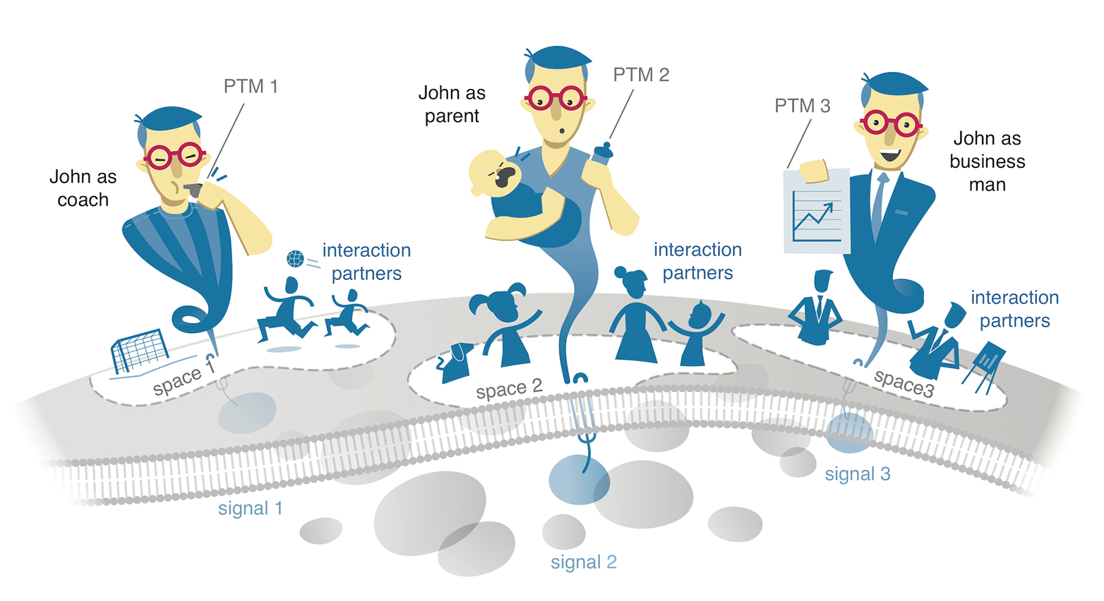 Enlarged view: The same surface protein (John) is subsequently equipped with various &quot;tools&quot; (PTM 1 to 3 = posttranslational modifications) so that John can play a different role in the respective functional island (space 1 to 3) (coach, parent, businessman). (Graphic: Tobias Fluck Graphic &amp; Motion Design )