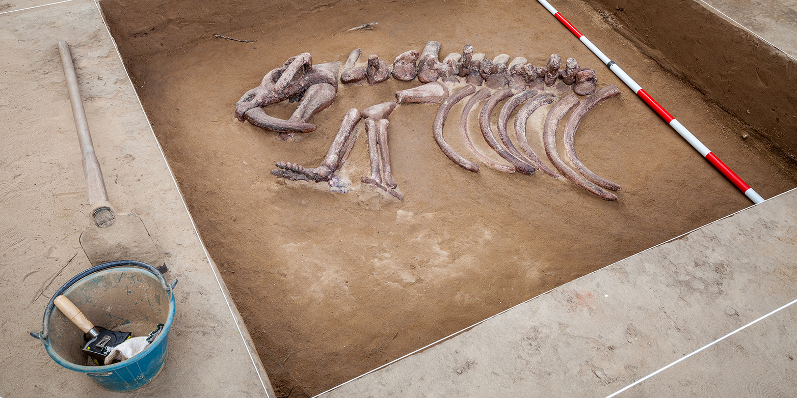 Enlarged view: Using fossils such as this skeleton, researchers can determine the rate of new species formation as well as extinction. (Photograph: Colourbox)