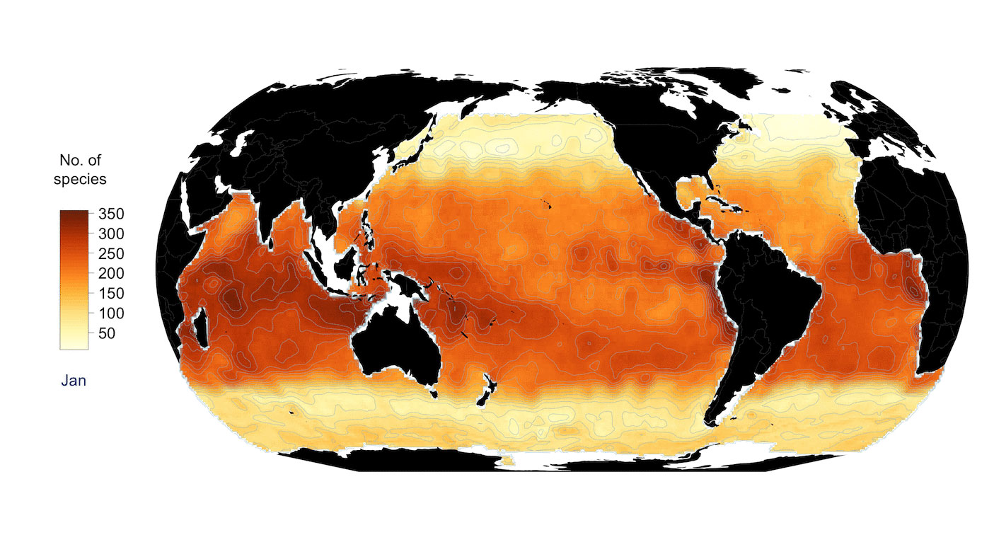 The global distribution of phytoplankton in January. Dark areas indicate a high biodiversity, light areas a low one. The number of species was not determined for the white areas. (Graphic: from Righetti et al. Science Advances, 2019)