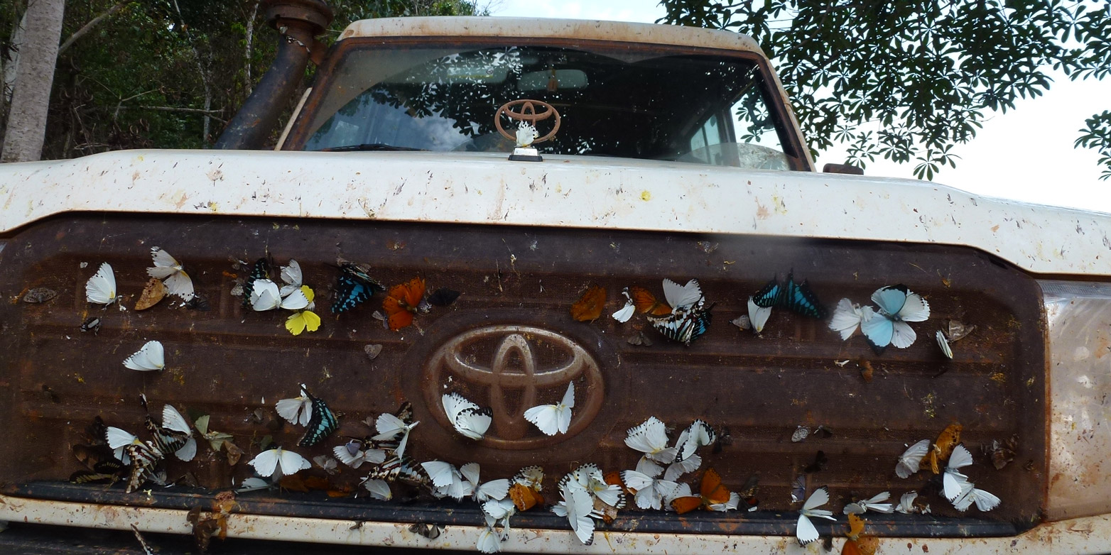 butterflies sticking to the radiator grille of the logging truck 
