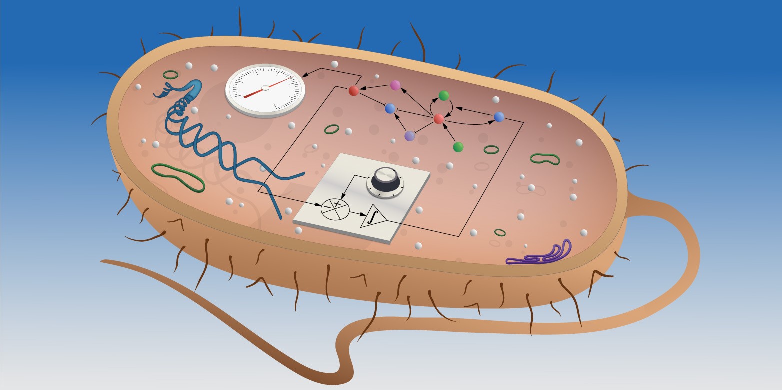 Enlarged view: The scientists developed an integral controller (represented in front as a circuit diagram) for Escherichia coli bacteria. (Visualisations: ETH Zurich / Christine Khammash)