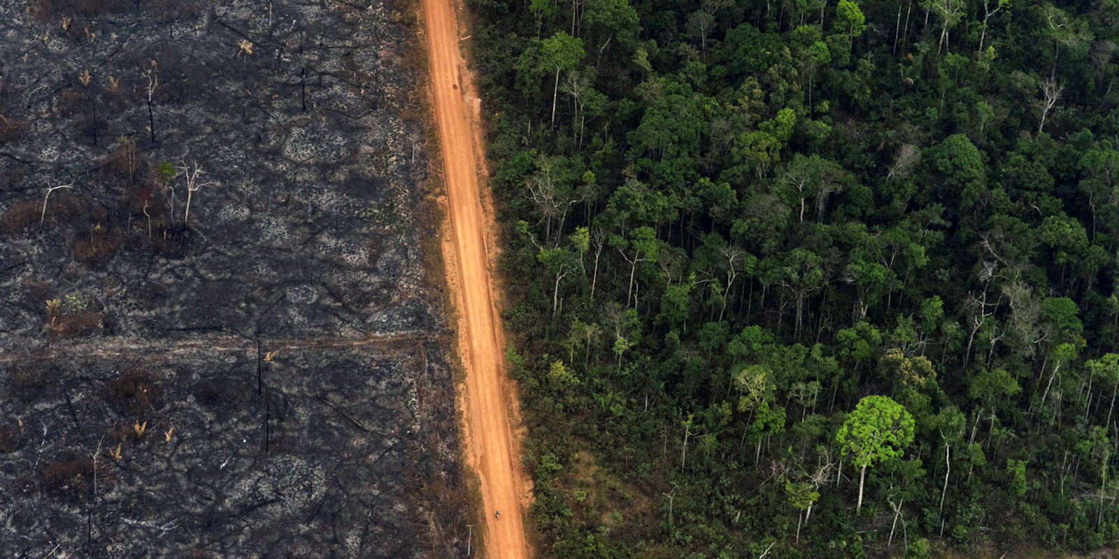Deforestation in the South American rainforest extends along roads - as here in the Brazilian Amazon region. (AP Photo/Victor R. Caivano) 