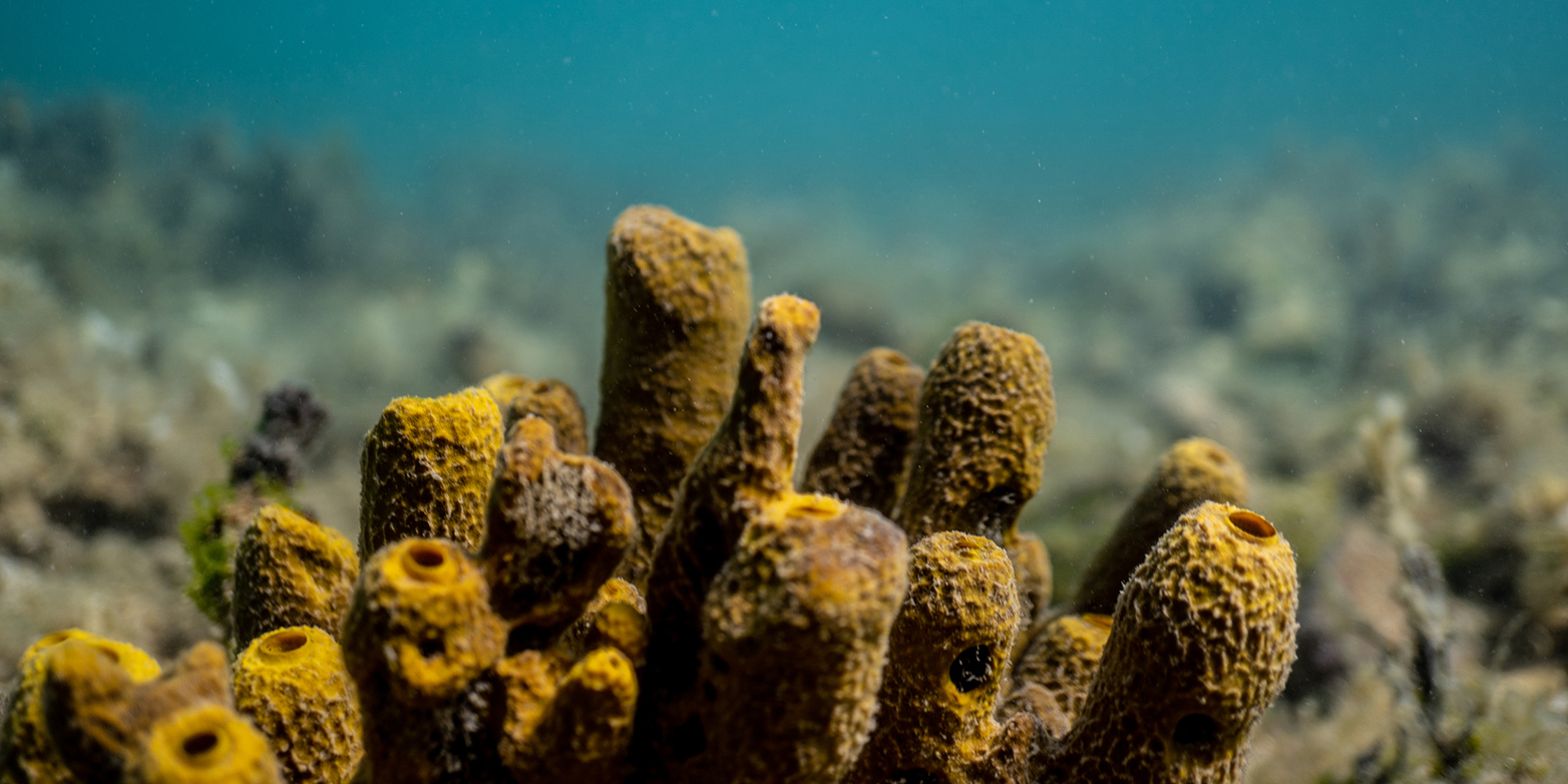A yellow sponge that lives in symbiosis with microorganisms.