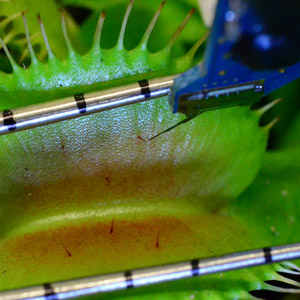 The force sensor of the microrobotic system deflects a sensory hair of a flytrap that is kept open by the sensors of the load cell.