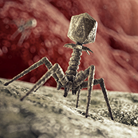 bacteriophages