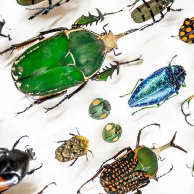 Beetles in the Entomological Collection