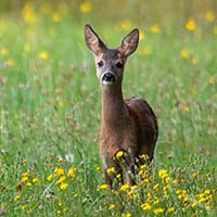 Deer in a meadow