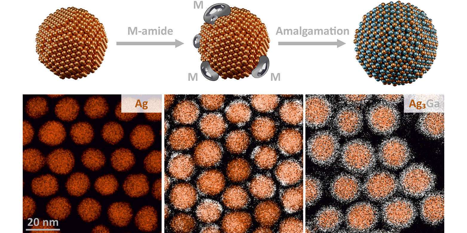 The production process of an intermetallic nanocrystal (upper row: schematic, lower row: electron microscope images). To the solution containing nanocrystals of the first material (left), the second metal (“M”) is added as an amide and subsequently accumulates as a liquid on the nanocrystals (centre). Amalgamation finally results in intermetallic nanocrystals (right). (Images: CMD)