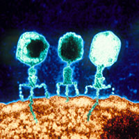 Phages that inject their genetic material into a bacterial cell