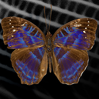 Visualisation of the butterfly species Cynandra opis