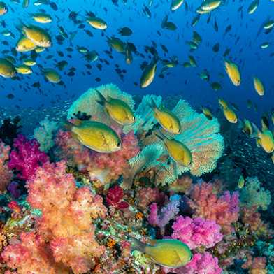 A school of fish at a coral reef