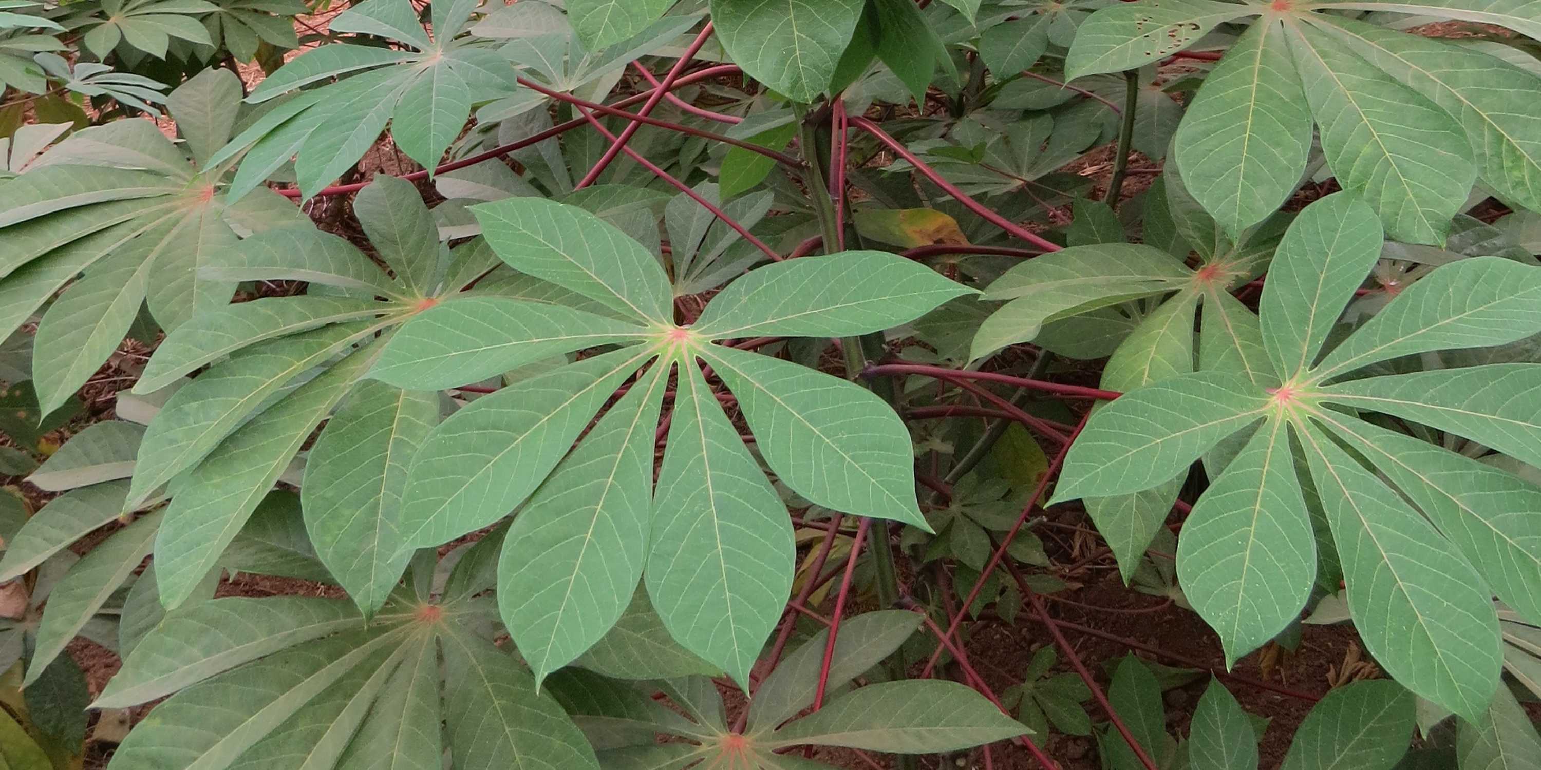 Green cassava leaves of a healthy plant in Africa